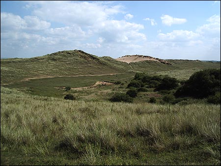 Braunton Burrows
