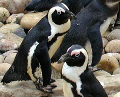 African Penguins (credit: Adrian Pingstone)