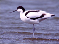 Avocet on Leighton Moss photo: RSPB