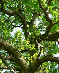 Oak tree canopy