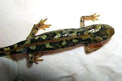 Sardinian Brook Newt