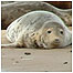 Seal pup c/o Beans Boat Trips