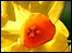 Daffodil