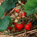 Fragaria x ananassa, Strawberry
