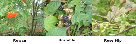 Foraging in the forest