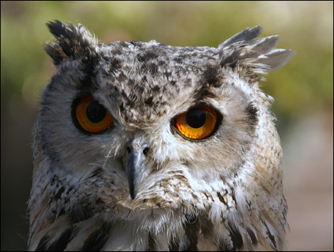 Eagle Owl by Kelly Ackary. 