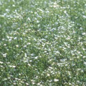 Gypsophila, Baby’s breath