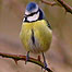 Woodland Activities (Image: Blue Tit)