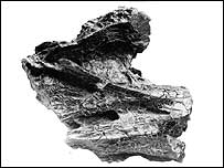 Osso de saurópode encontrado na Grã-Bretanha