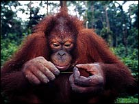 औरांग उटान