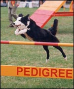 Dog agility at the Town and Country Festival 