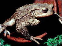 A toad