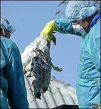 مرغ در رومانی