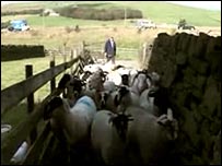 Paul brings in the sheep at Stott Hall Farm
