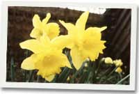 Blodyn y Gwanwyn - Daffodil