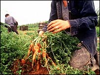 Tarım sektöründe çalışan işçiler