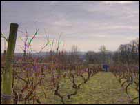 vineyard