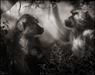 Foto: Nick Brandt. Cortesia A. Galerie