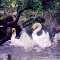 Swans