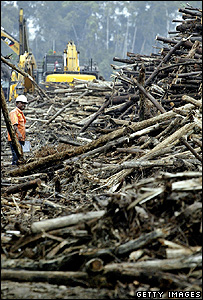 rừng nhiệt đói