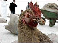 туреччина пташиний грип