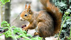 Red squirrel. Photo: Alan Burfitt