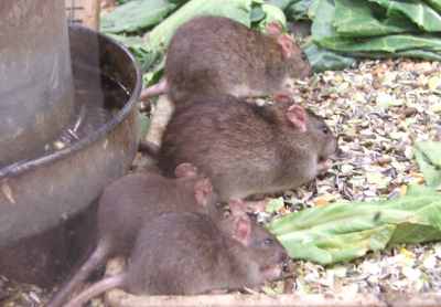 Young brown rats. Courtesy of British Wildlife Centre.