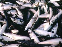 Ômega 3 é encontrado em peixes como atum, cavala e salmão.