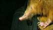 Hispaniolan solenodon