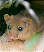 A dormouse (Andrew Taylor)