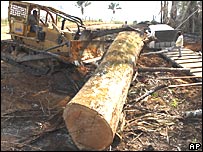 Foto do Greenpeace mostra desmatamento no Pará
