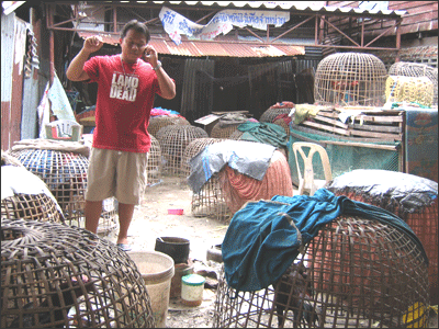 Hat tại trại gà