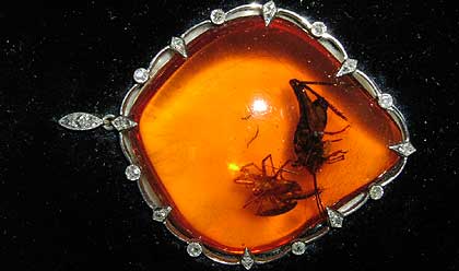 insect  in amber