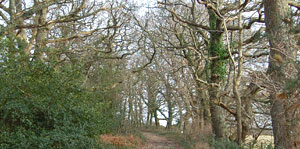 I lan na thref nid arwain ddim