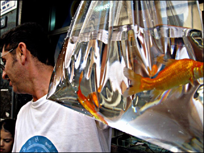 عکس از آذین ثمرمند