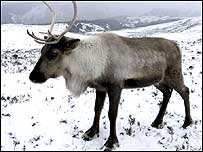 Reindeer