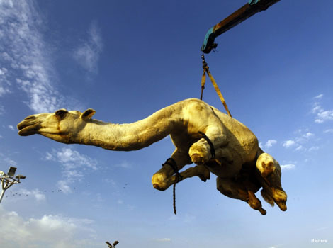 A camel is placed on a vehicle at a market near Riyadh.