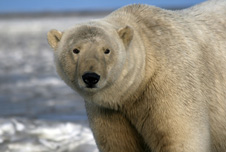 Polar bear in the snow