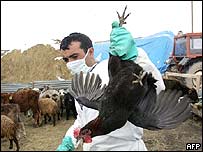 Aves sendo sacrificadas na Turquia