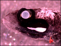 Imagem: Tracey Sutton, Harbor, Branch Oceanographic Institution