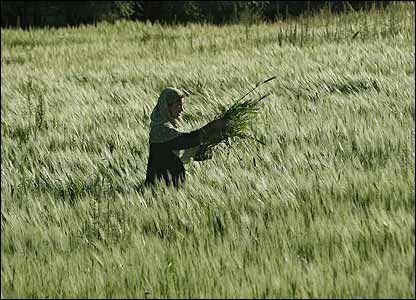 موری، دختر چهارده ساله باميانی، در يک مزرعه کار می کند