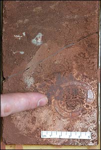 فسيل (عکس از يورن هارالد هروم)