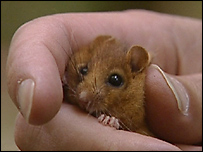 Dormouse