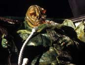 Click for More Pictures