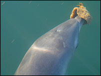 Golfinho fêmea (Foto: PNAS/Janet Mann)