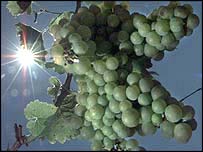 cacho de uvas