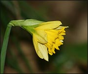 Daffodil