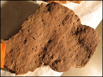 Funisia dorothea (Foto: Droser lab, UC Riverside)