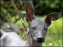 Chó 'trụi' giống Viringo