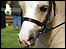 Pony at Southwell Ploughing Match and Show 2007
